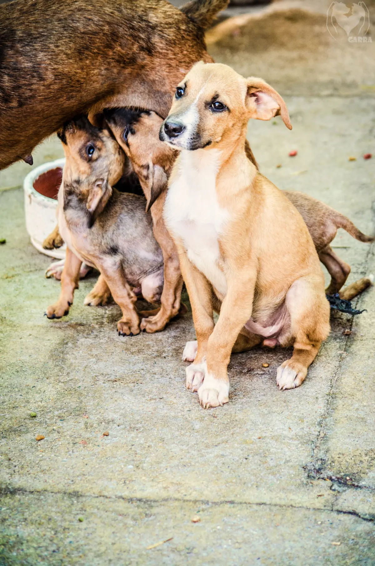 Voluntarios de Fundación GARRA