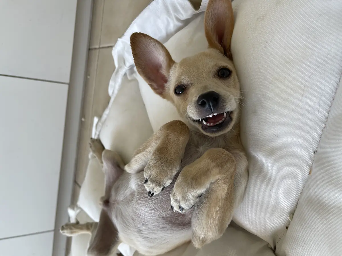 Perro en hogar provisorio de Fundación GARRA